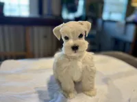 Sleet-toy size, a male Miniature Schnauzer for sale in Marquez, TX – Photo 4 of 9