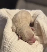 processed/ae97481b-7f68-4687-8a2b-9745e9caa121/listing/24d41f81-38c2-4734-8e64-51079614878f/7818696b-c95d-46c0-9bc1-3474e8e62ced