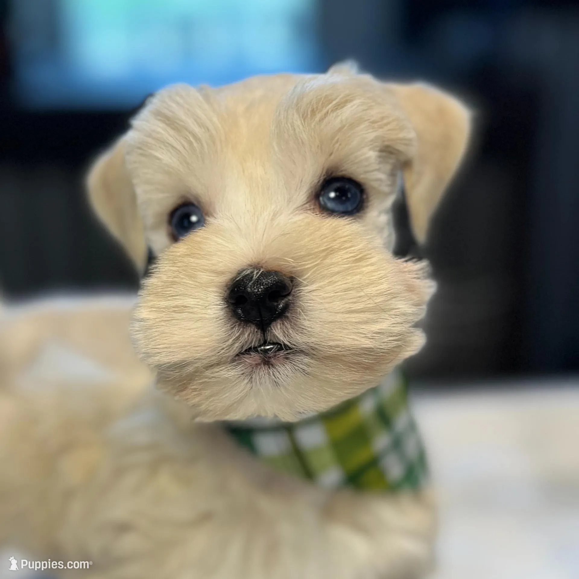 Sleet-toy size, a male Miniature Schnauzer for sale in Marquez, TX – Photo 3 of 9