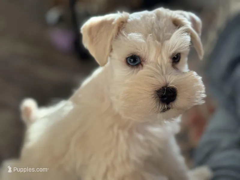 Sleet-toy size – Miniature Schnauzer puppy for sale in Marquez, TX