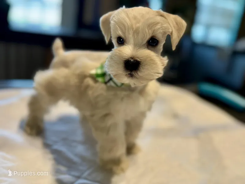 Sleet – Miniature Schnauzer puppy for sale in Marquez, TX