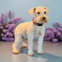 Sleet-toy size, a male Miniature Schnauzer for sale in Marquez, TX – Photo 8 of 9