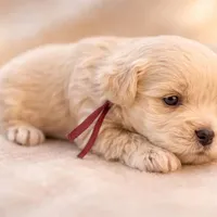 Sleet-toy size, a male Miniature Schnauzer for sale in Marquez, TX – Photo 6 of 9