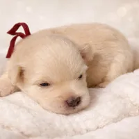 Sleet-toy size, a male Miniature Schnauzer for sale in Marquez, TX – Photo 7 of 9