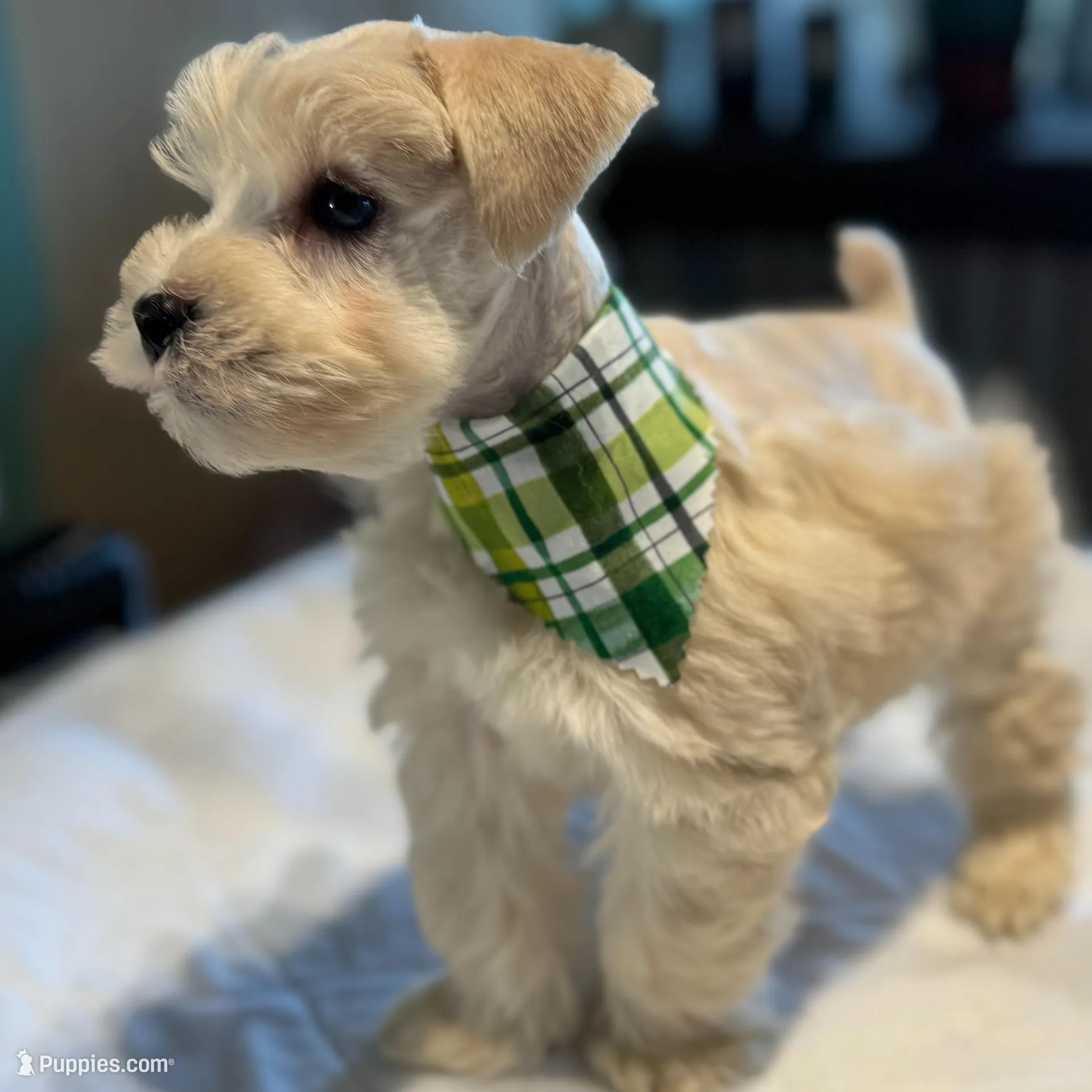 Sleet-toy size, a male Miniature Schnauzer for sale in Marquez, TX – Photo 2 of 9