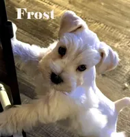 Frost-Toy Size, a male Miniature Schnauzer for sale in Marquez, TX – Photo 2 of 9