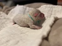 Mr Frost, a male Miniature Schnauzer for sale in Marquez, TX – Photo 4 of 5