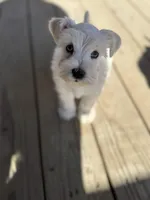 Frost-Toy Size, a male Miniature Schnauzer for sale in Marquez, TX – Photo 6 of 9
