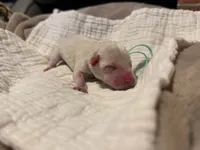 Mr Frost, a male Miniature Schnauzer for sale in Marquez, TX – Photo 5 of 5