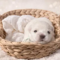 Frost-Toy Size, a male Miniature Schnauzer for sale in Marquez, TX – Photo 8 of 9