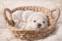 Mr Frost, a male Miniature Schnauzer for sale in Marquez, TX – Photo 2 of 5