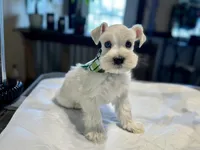 Frost-Toy Size, a male Miniature Schnauzer for sale in Marquez, TX – Photo 4 of 9