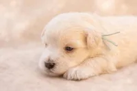 Mr Frost, a male Miniature Schnauzer for sale in Marquez, TX – Photo 1 of 5