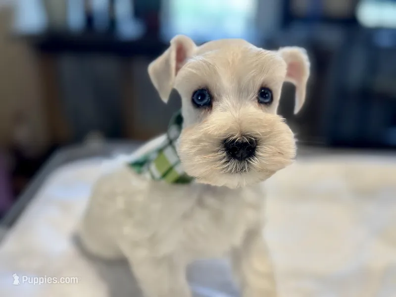 Mr Frost – Miniature Schnauzer puppy for sale in Marquez, TX