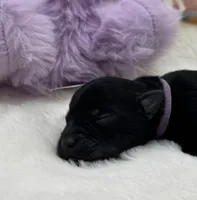 Misty-Toy size, a female Miniature Schnauzer for sale in Marquez, TX – Photo 2 of 4