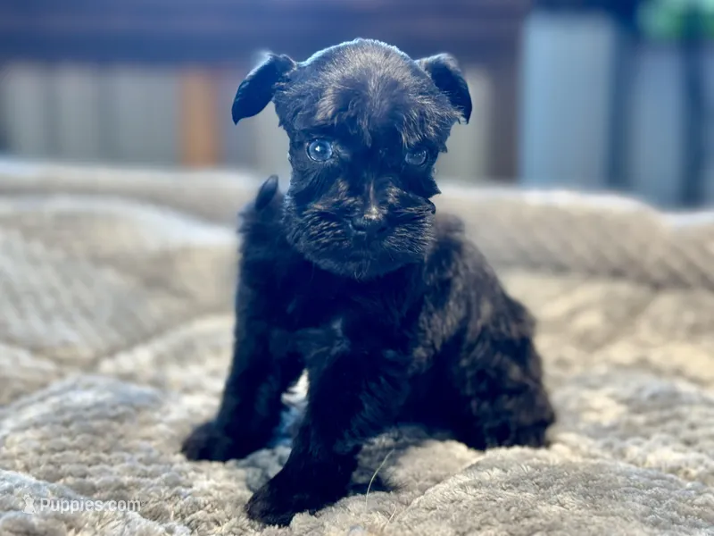 Misty-Toy size with Blue eyes – Miniature Schnauzer puppy for sale in Marquez, TX