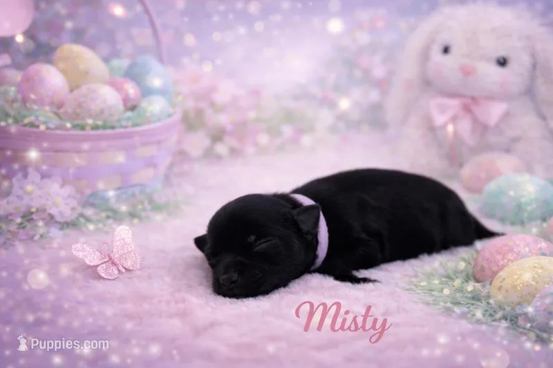 Misty – Miniature Schnauzer puppy for sale in Marquez, TX