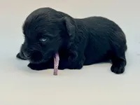Misty-Toy size with Blue eyes, a female Miniature Schnauzer for sale in Marquez, TX – Photo 2 of 7