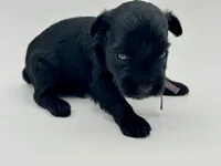 Misty-Toy size with Blue eyes, a female Miniature Schnauzer for sale in Marquez, TX – Photo 3 of 7