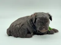 Shamrock-Toy Size, a male Miniature Schnauzer for sale in Marquez, TX – Photo 5 of 6