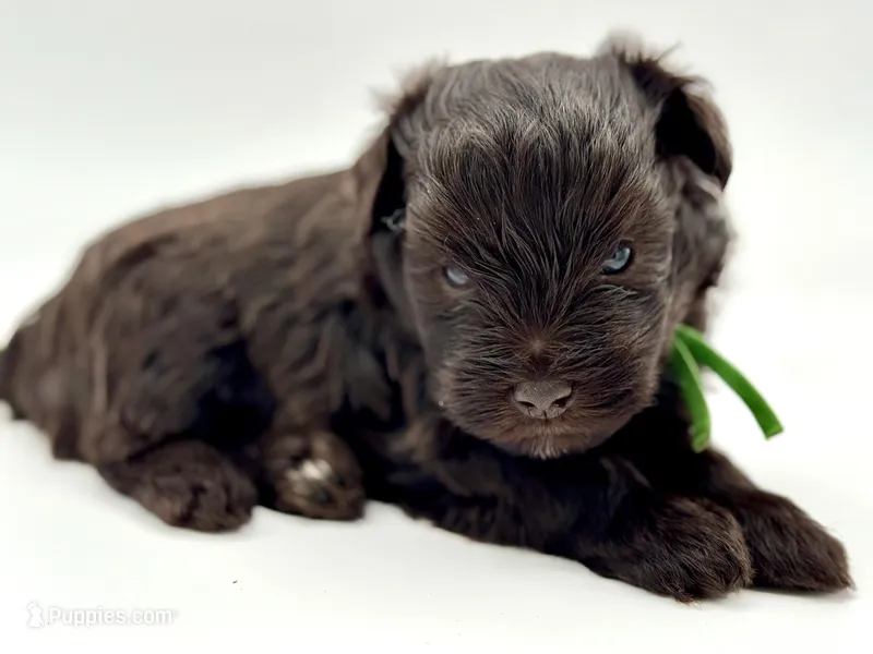 Shamrock-Toy Size – Miniature Schnauzer puppy for sale in Marquez, TX