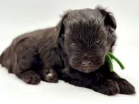 Shamrock-Toy Size, a male Miniature Schnauzer for sale in Marquez, TX – Photo 3 of 6