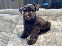 Shamrock-Toy Size, a male Miniature Schnauzer for sale in Marquez, TX – Photo 2 of 6