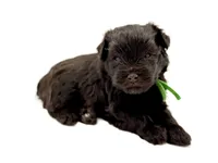 Shamrock-Toy Size, a male Miniature Schnauzer for sale in Marquez, TX – Photo 4 of 6