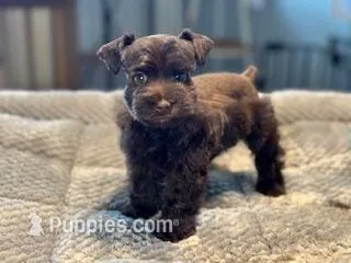 Shamrock-Toy Size – Miniature Schnauzer puppy for sale in Marquez, TX