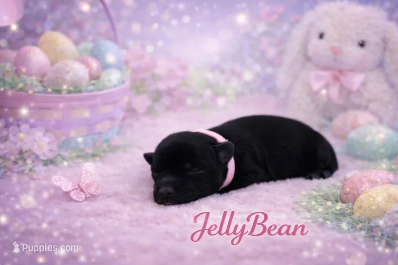 JellyBean – Miniature Schnauzer puppy for sale in Marquez, TX
