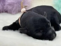 JellyBean-Toy Size, a female Miniature Schnauzer for sale in Marquez, TX – Photo 2 of 2