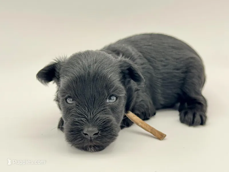 JellyBean-Toy Size – Miniature Schnauzer puppy for sale in Marquez, TX