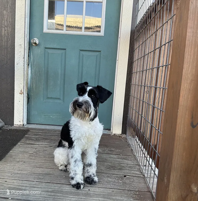 Cyrus – Standard Schnauzer puppy for sale in Marquez, TX