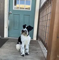 Cyrus, a male Standard Schnauzer for sale in Marquez, TX – 1 of 6
