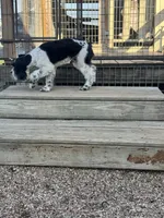 Cyrus, a male Standard Schnauzer for sale in Marquez, TX – 4 of 6