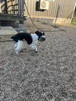Cyrus, a male Standard Schnauzer for sale in Marquez, TX – 5 of 6