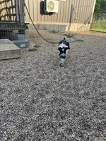 Cyrus, a male Standard Schnauzer for sale in Marquez, TX – 6 of 6
