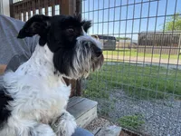 Cyrus, a male Standard Schnauzer for sale in Marquez, TX – 3 of 6