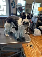 Cyrus, a male Standard Schnauzer for sale in Marquez, TX – 2 of 6
