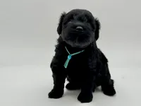 Clover-toy size, a male Miniature Schnauzer for sale in Marquez, TX – Photo 5 of 6