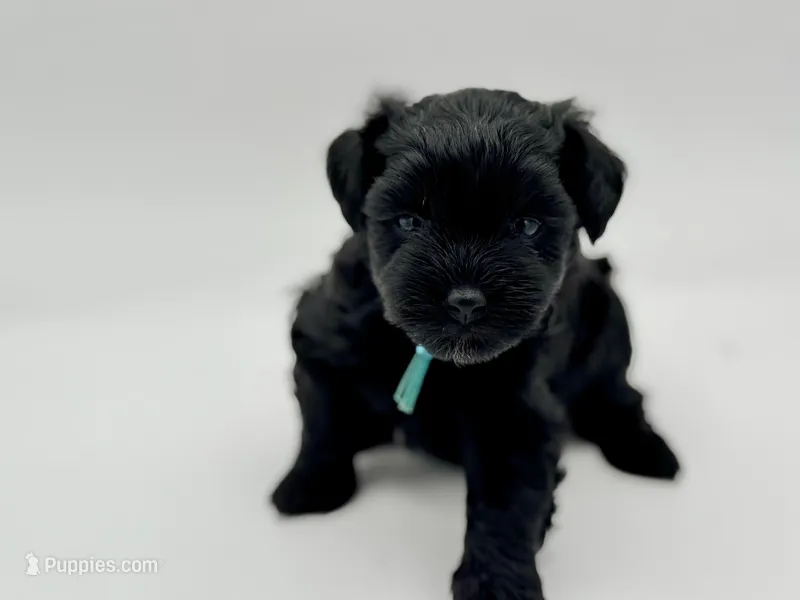 Clover-toy size – Miniature Schnauzer puppy for sale in Marquez, TX