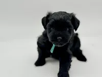 Clover-toy size, a male Miniature Schnauzer for sale in Marquez, TX – Photo 3 of 6