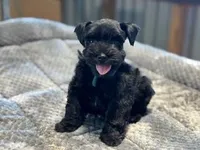 Clover-toy size, a male Miniature Schnauzer for sale in Marquez, TX – Photo 2 of 6
