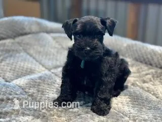 Clover-toy size – Miniature Schnauzer puppy for sale in Marquez, TX