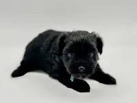 Clover-toy size, a male Miniature Schnauzer for sale in Marquez, TX – Photo 4 of 6