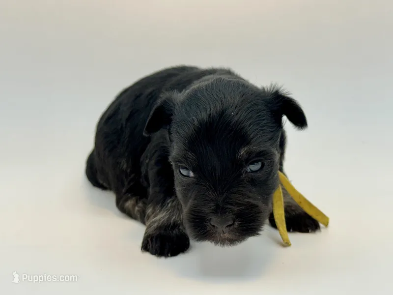 Bunny-Toy Size – Miniature Schnauzer puppy for sale in Marquez, TX