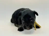 Bunny-Toy Size, a female Miniature Schnauzer for sale in Marquez, TX – Photo 3 of 7