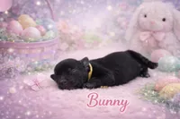 Bunny-Toy Size, a female Miniature Schnauzer for sale in Marquez, TX – Photo 1 of 2