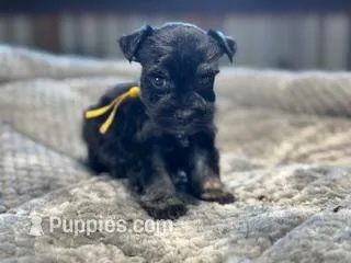 Bunny-Toy Size – Miniature Schnauzer puppy for sale in Marquez, TX