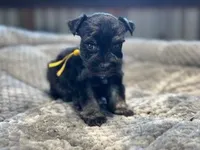 Bunny-Toy Size, a female Miniature Schnauzer for sale in Marquez, TX – Photo 1 of 7